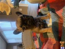 french bulldog puppy posted by Cammeron Richard